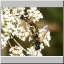 Tenthredo amoena - Blattwespe 08.jpg